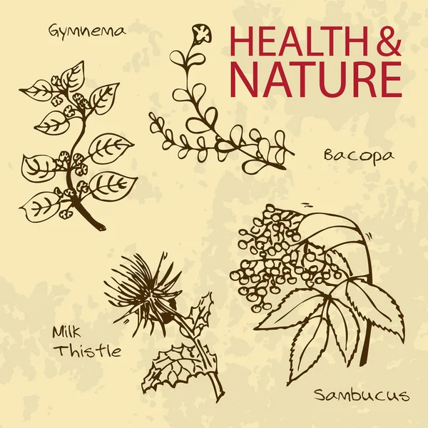 Handdrawn Illustration - hälsa och natur Set — Stock vektor