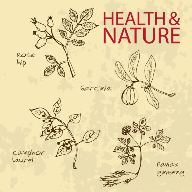 Handdrawn illüstrasyon - sağlık ve doğa seti
