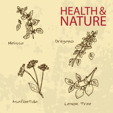 Handdrawn illüstrasyon - sağlık ve doğa seti