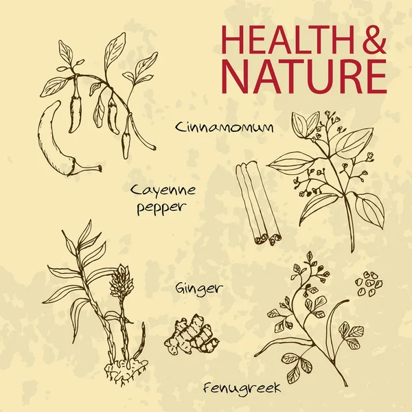 Illustrazione disegnata a mano - Set salute e natura — Vettoriale Stock