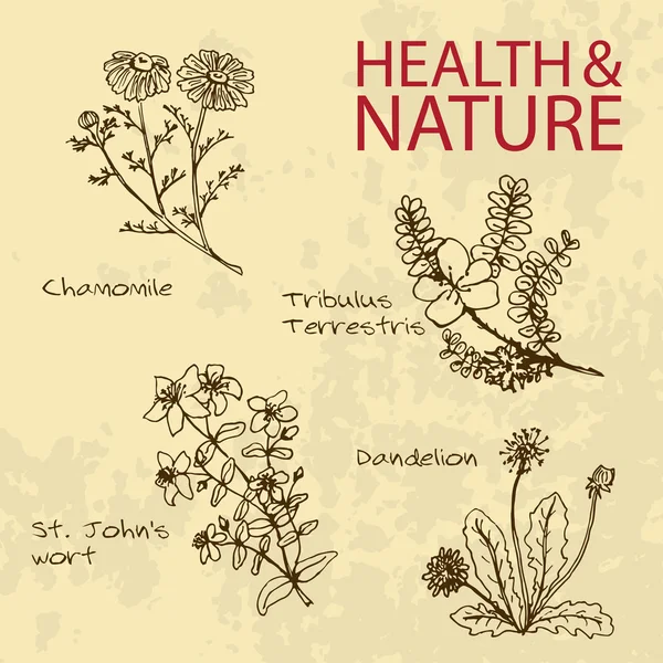 Handdrawn illüstrasyon - sağlık ve doğa seti