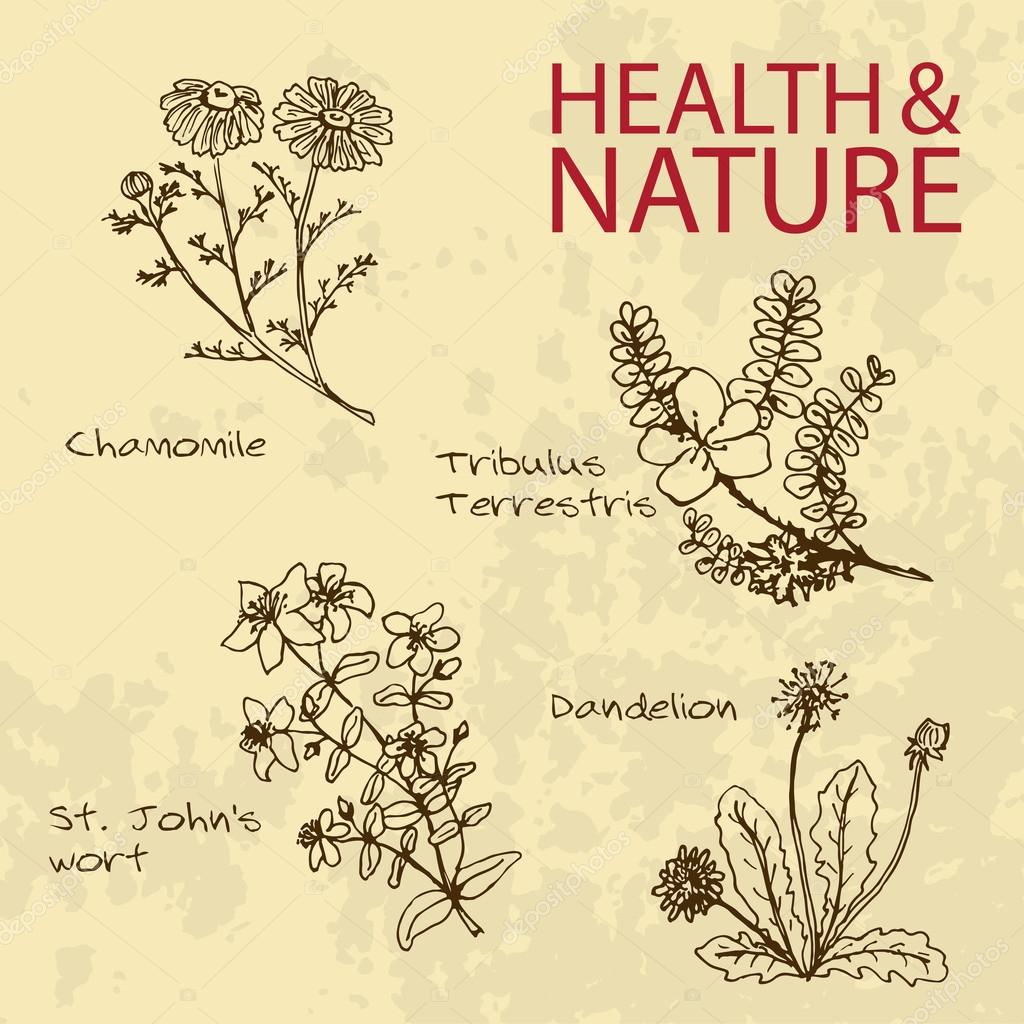 Handdrawn Illustration - Health and Nature Set. Natural Supplements. Collection of Medicine Herbs. Chamomile, Dandelion,  St Johns wort, Tribulus Terrestris