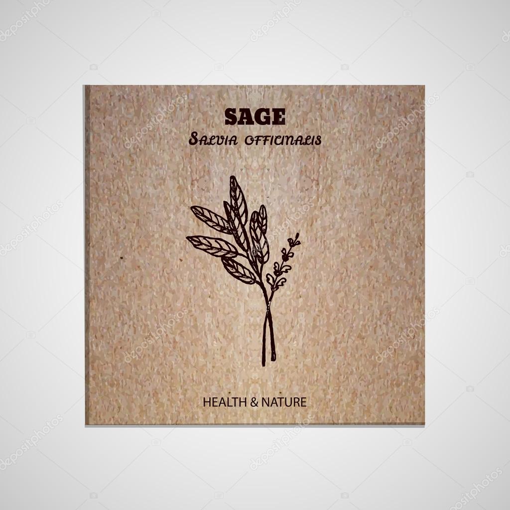 Health and Nature Collection. Banner template with a herb on cardboard background.  Sage - Salvia officinalis