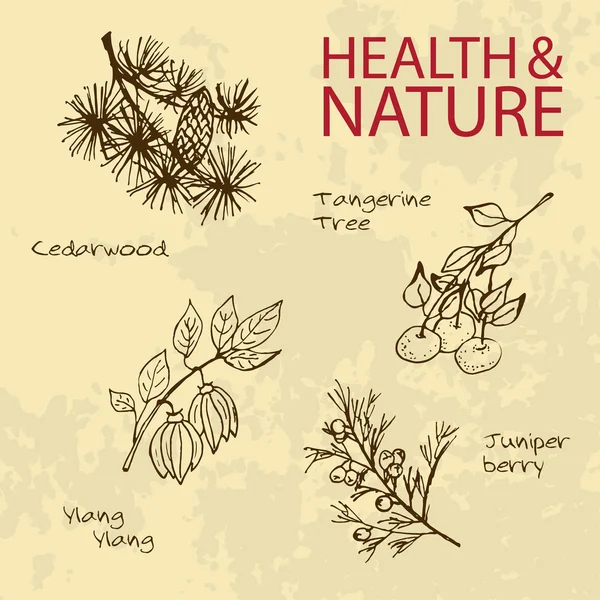 Мальована ілюстрація - Набір здоров'я та природи — стоковий вектор