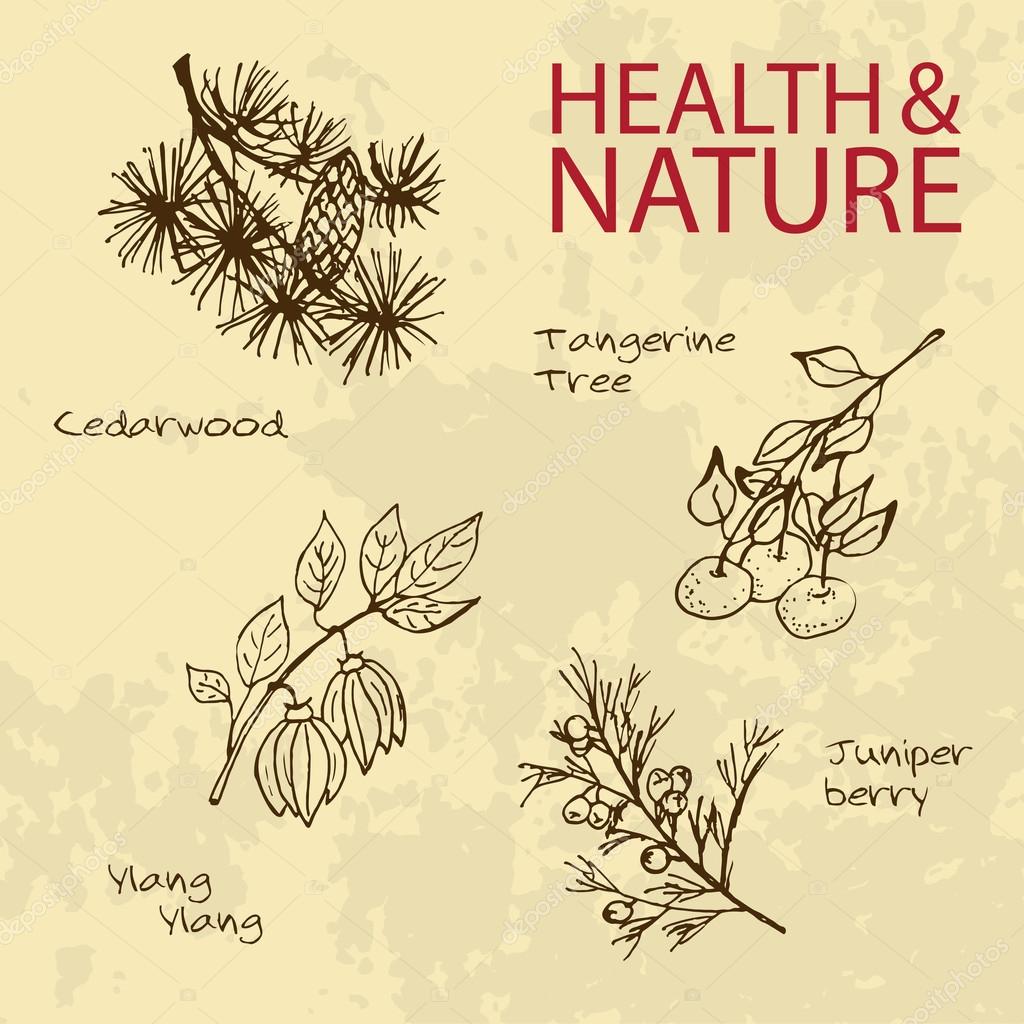 Handdrawn Illustration - Health and Nature Set. Labels for Essential Oils and Natural Supplements. Ylang Ylang, Tangerine, Cedarwood, Juniper Berry