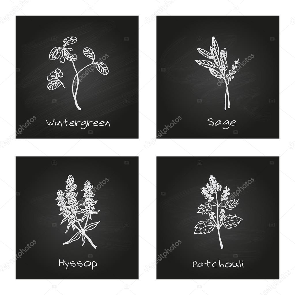 Handdrawn Illustration - Health and Nature Set. Collection of Herbs on Black Chalkboard. Natural Supplements. Wintergreen, Sage, Hyssop, Patchouli