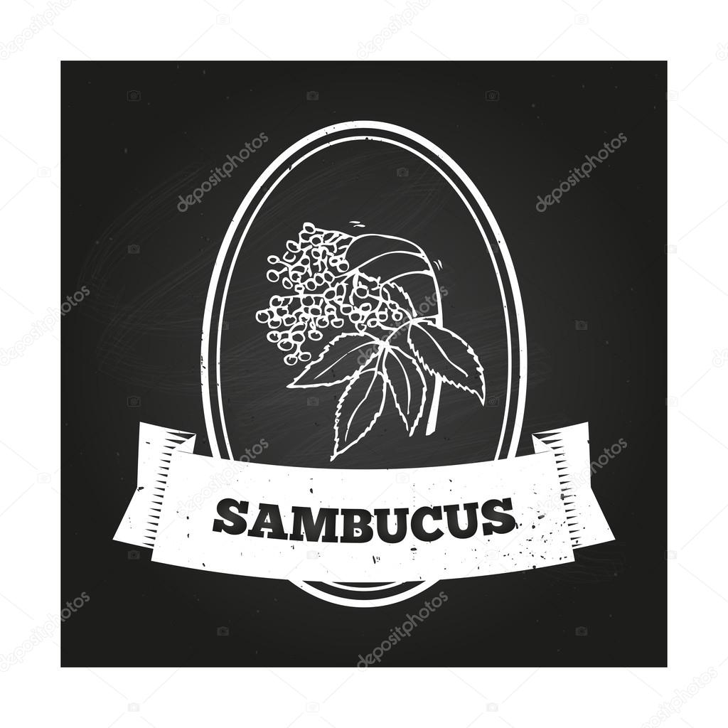 Health and Nature Collection. Badge template with a herb on chalkboard background. Sambucus