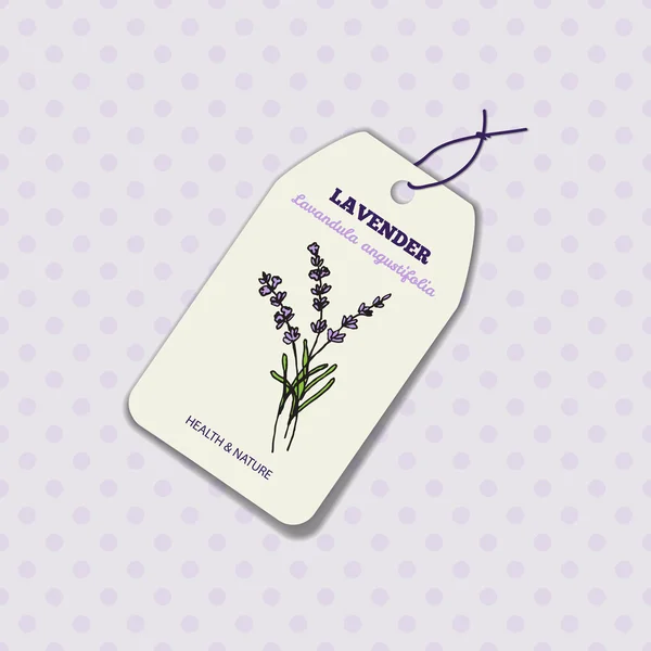 Gezondheid en natuur collectie. Lavendel — Stockvector