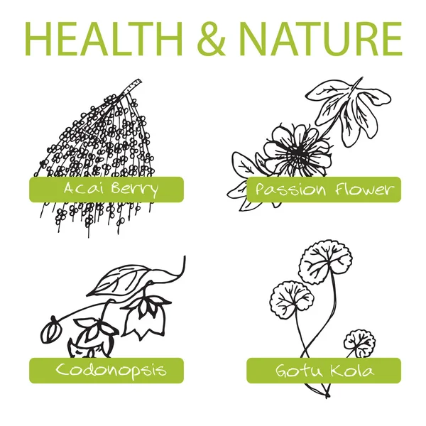 Handdrawn Set - Salud y Naturaleza. Colección de hierbas medicinales — Vector de stock