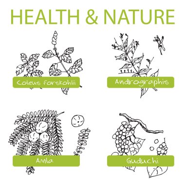 Handdrawn Set - Health and Nature. Collection of Medicine Herbs clipart