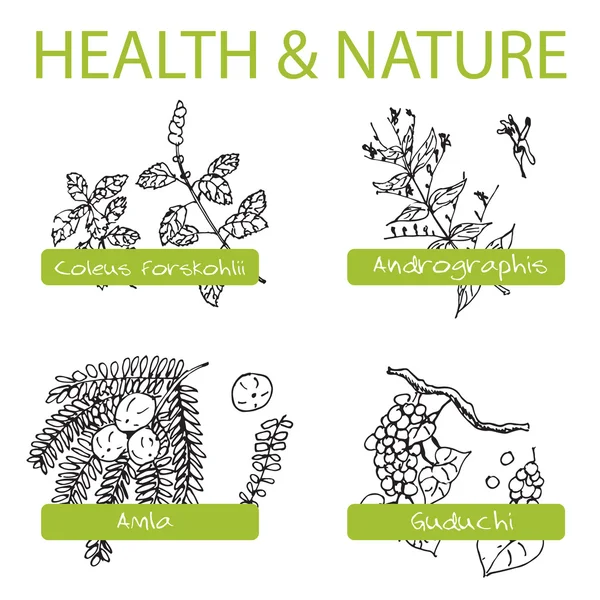 Handgetekende Set - gezondheid en natuur. Collectie van geneeskunde kruiden — Stockvector