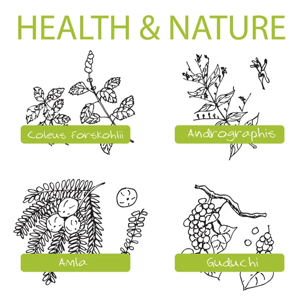 Conjunto desenhado à mão - Saúde e Natureza. Coleção de ervas medicinais — Vetor de Stock