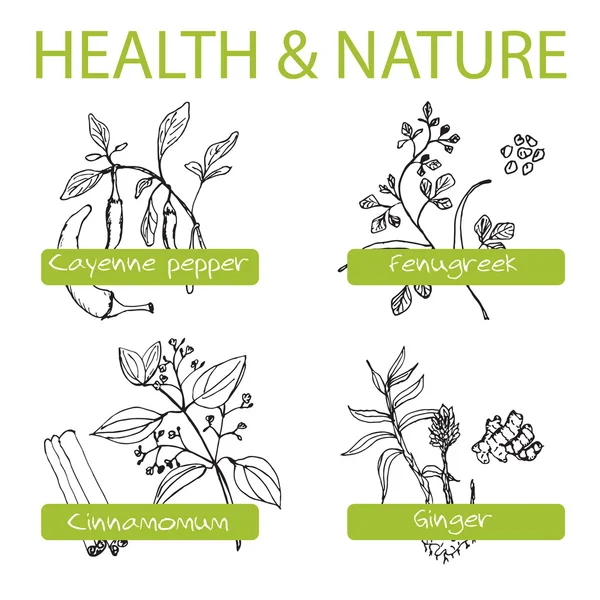 Handdrawn Set - Health and Nature. Collection of Medicine Herbs — Stock Vector