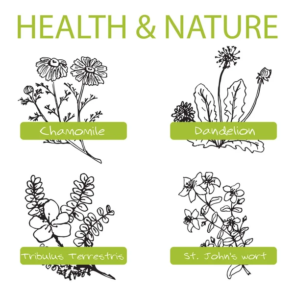 Handdrawn Set - Salud y Naturaleza. Colección de hierbas medicinales — Vector de stock