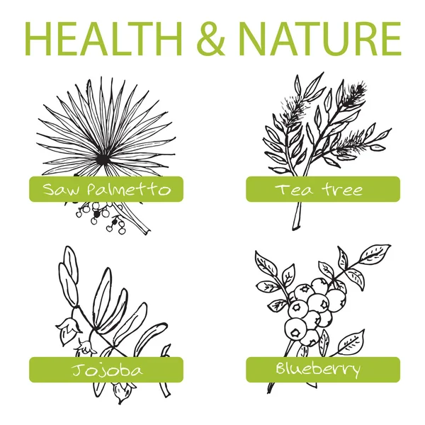 Handdrawn Set - Salud y Naturaleza. Colección de hierbas medicinales — Vector de stock