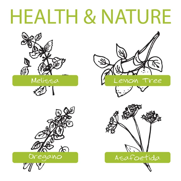 Handdrawn Set - Salud y Naturaleza. Colección de hierbas medicinales — Vector de stock