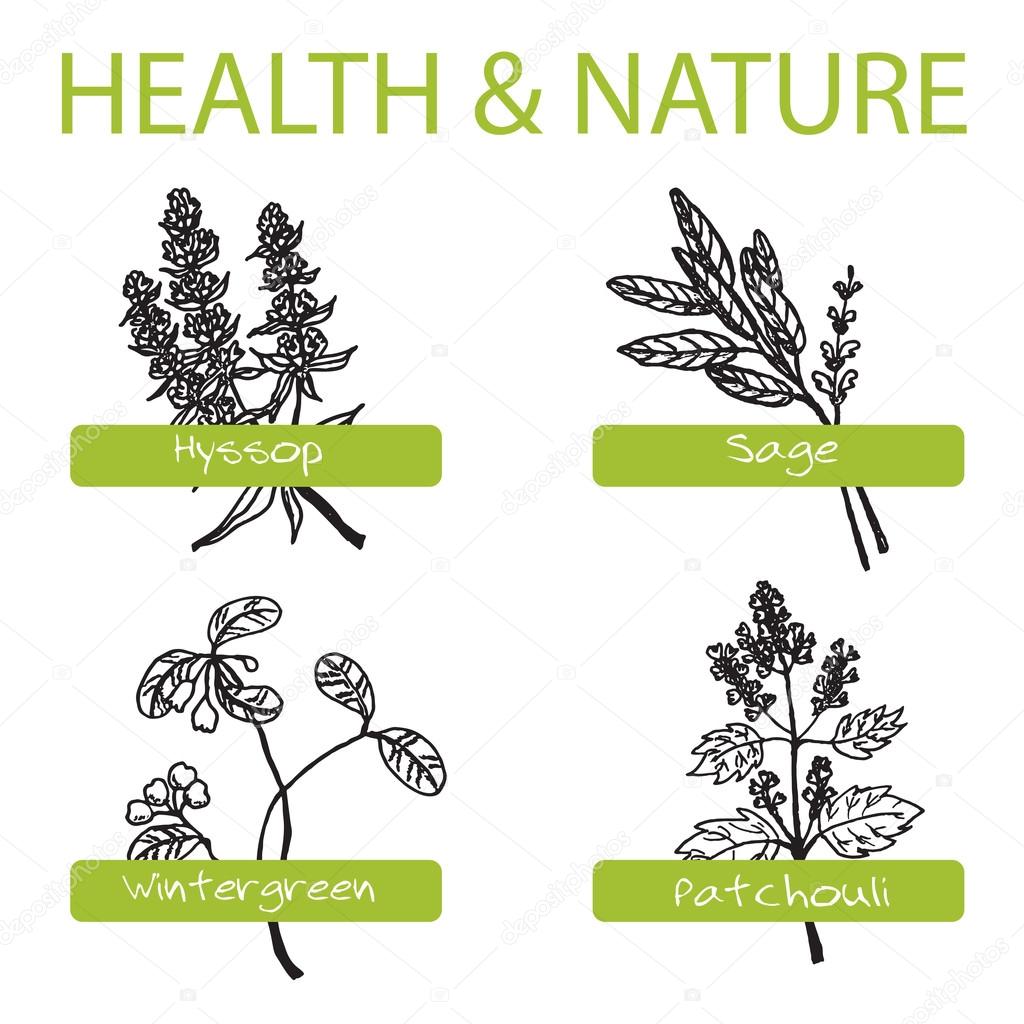 Handdrawn Set - Health and Nature. Collection of Medicine Herbs. Natural Supplements. Wintergreen, Sage, Hyssop, Patchouli