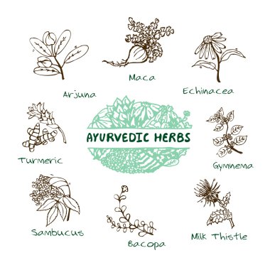 Ayurvedic herbs collection clipart
