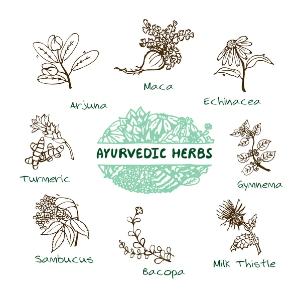 Ayurvedic herbs collection — Stock Vector