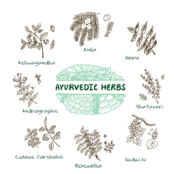 Ayurveda otlar koleksiyonu