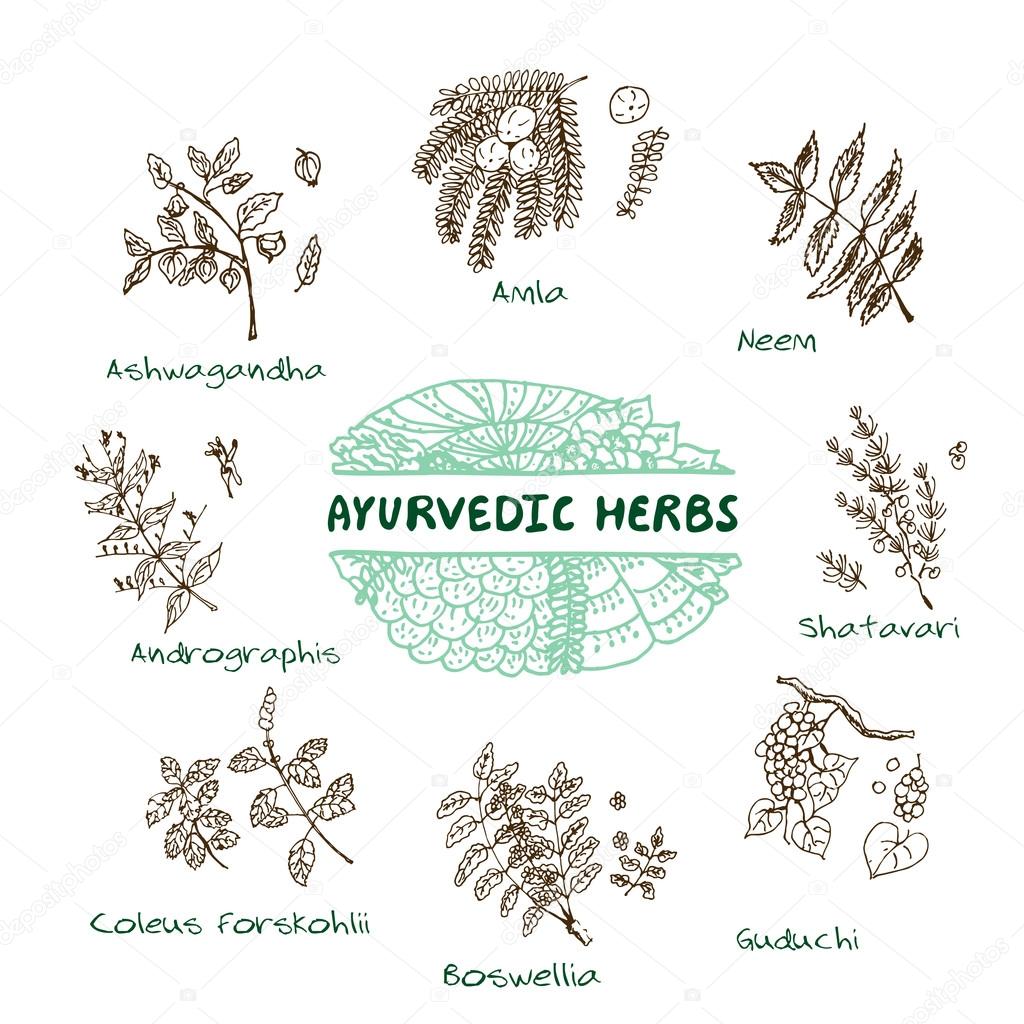 Ayurvedic herbs collection