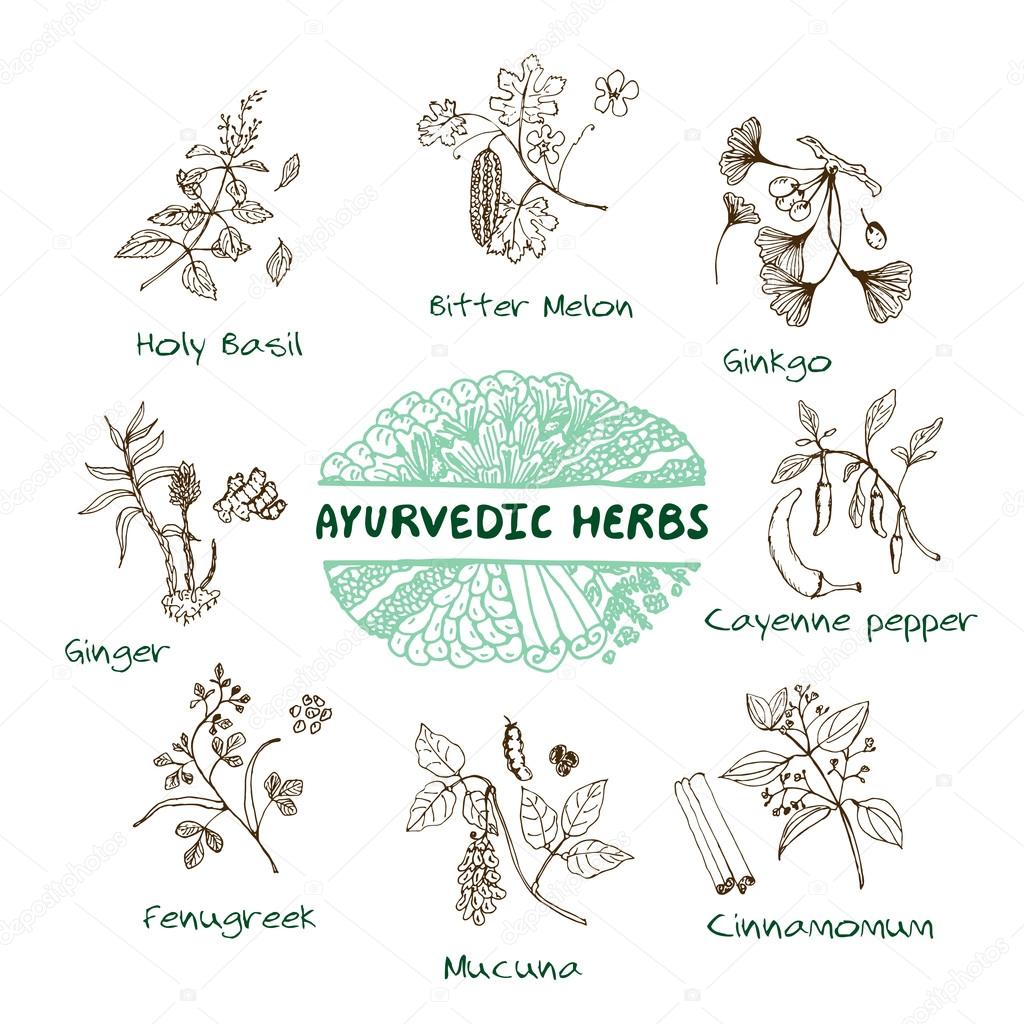 Handdrawn Set - Health and Nature. Collection of Ayurvedic Herbs. Natural Supplements. Turmeric, Maca, Arjuna, Echinacea, Gymnema, Bacopa, Sambucus, Milk Thistle, Bitter melon, Holy Basil, Mucuna