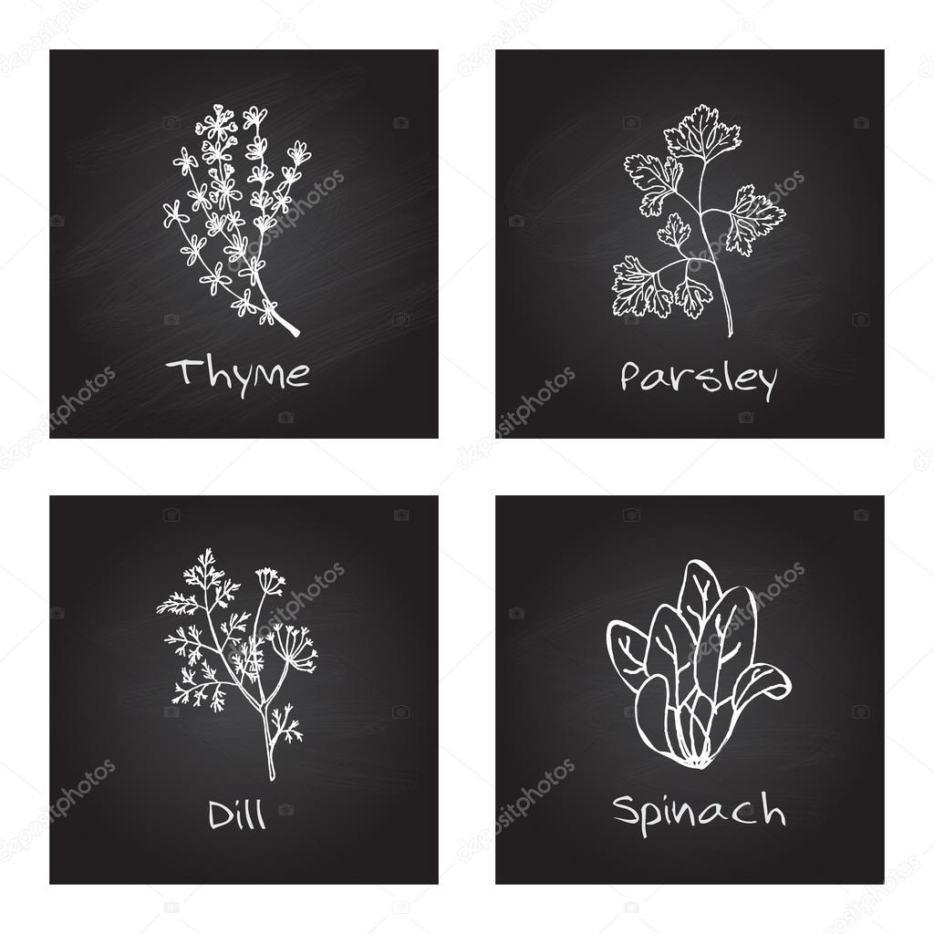 Handdrawn Illustration - Health and Nature Set. Collection of Herbs on Black Chalkboard. Culinary herbs - thyme, parsley, dill, spinach
