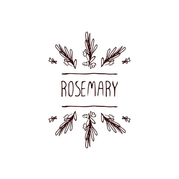 Kruiden en specerijen collectie - Rosemary — Stockvector