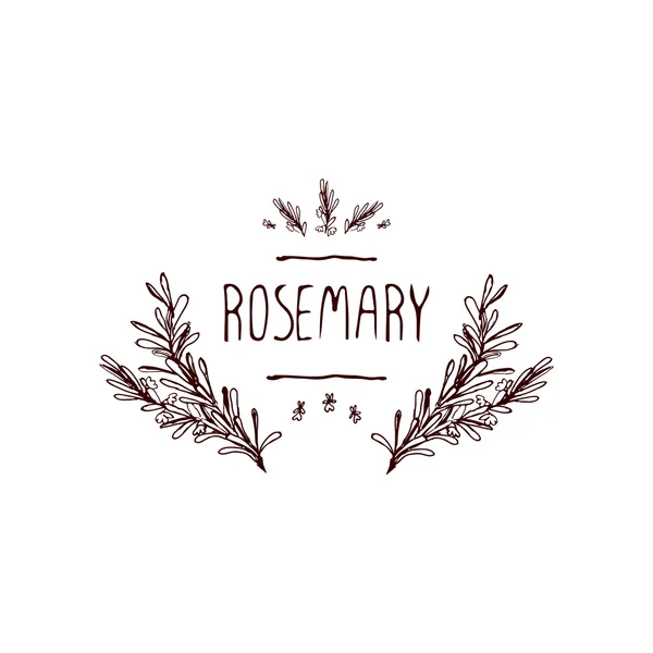 Coleção de ervas e especiarias - Rosemary — Vetor de Stock