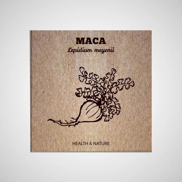 Colección de hierbas y especias - Maca — Vector de stock