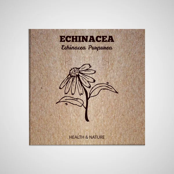 Colección de hierbas y especias - Echinacea — Vector de stock