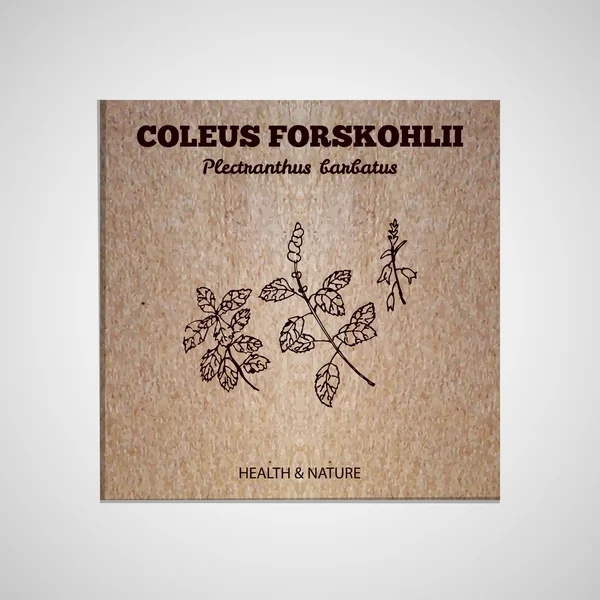 Colección de hierbas y especias - Coleus forskohlii — Vector de stock