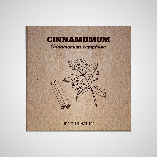 Colección de hierbas y especias - Cinnamomum — Archivo Imágenes Vectoriales