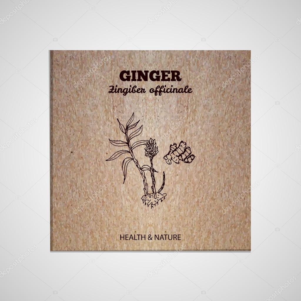 Herbs and Spices Collection -  Ginger