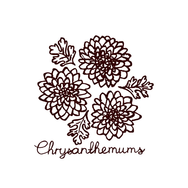 Handsketched boeket van chrysanten — Stockvector