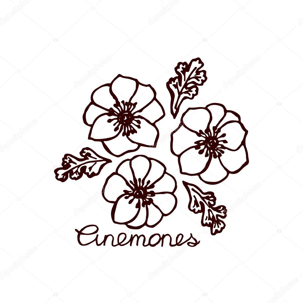 Handsketched bouquet of anemones.  Floral label.  Suitable for ads, signboards, identity and wedding designs