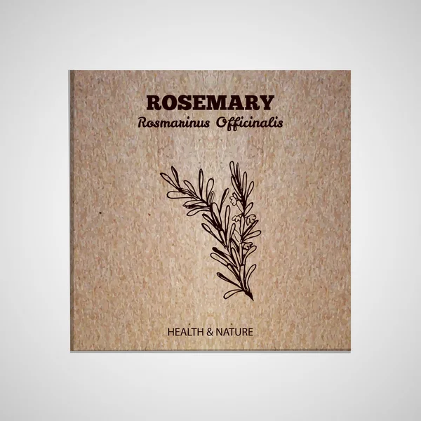 Coleção de ervas e especiarias - Rosemary —  Vetores de Stock