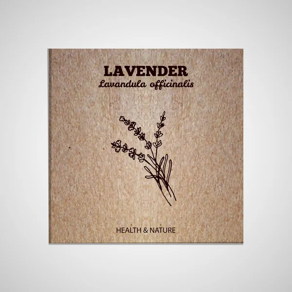 Kräuter und Gewürze Kollektion - Lavendel — Stockvektor