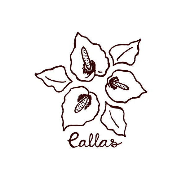 Callas buket Handsketched — Stok Vektör