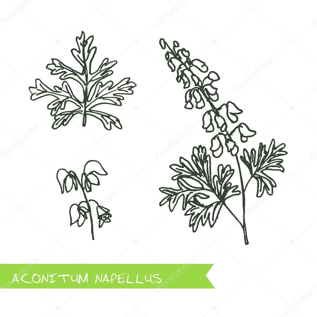 Aconitum napellus - Siberian herbs. Handdrawn Illustration - Health and Nature Set