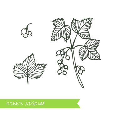 Handdrawn illüstrasyon - sağlık ve doğa seti