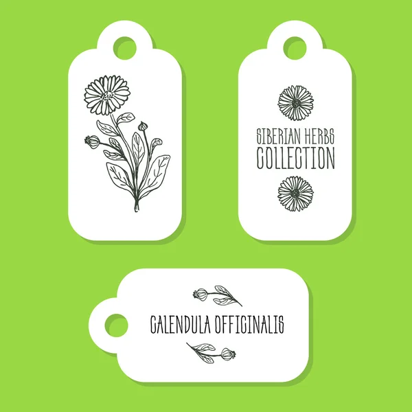 Handgetekende Illustration - gezondheid en natuur Set — Stockvector