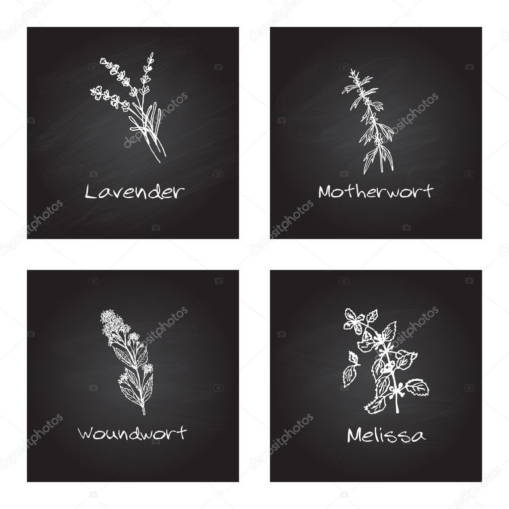 Handdrawn Illustration - Health and Nature Set. Collection of Medicinal Herbs on Chalkboard Background. Natural Supplements. Lavender, Motherwort, Woundwort, Melissa