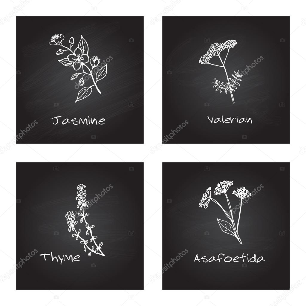 Handdrawn Illustration - Health and Nature Set. Collection of Medicinal Herbs on Chalkboard Background. Natural Supplements. Jasmine, Valerian, Thyme, Asafoetida