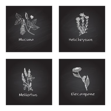 Handdrawn şifalı otlar