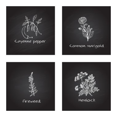 Handdrawn şifalı otlar