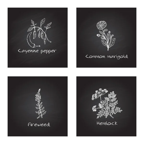 Herbes médicinales dessinées à la main — Image vectorielle