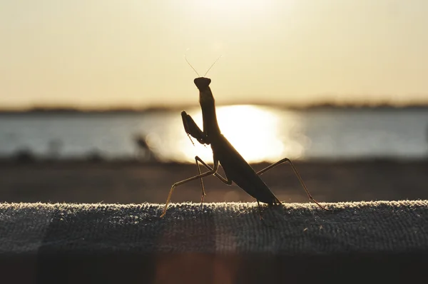 Praying Mantis insekt i naturen som en symbol för gröna naturliga utrotningen och pest control med ett rovdjur som jagar Royaltyfria Stockfoton