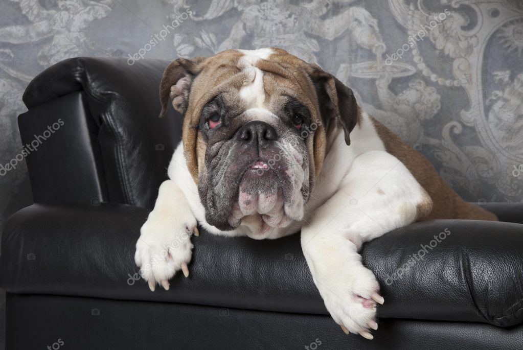 Retrato Do Bulldog Inglês Em Uma Cadeira De Couro Preto Stock