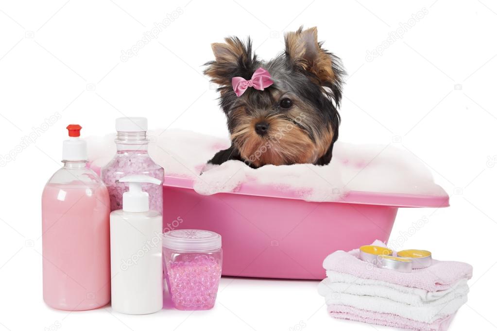 Image Result For Yorkshire Terrier Cute Image Result For Yorkshire Terrier Cute